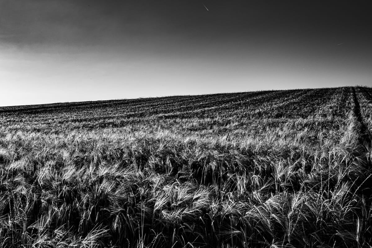 Wheatfield